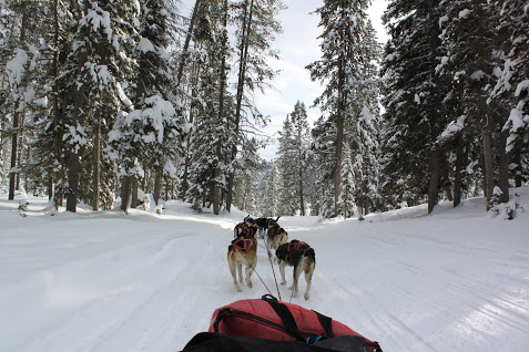 Jackson Hole Iditarod, Dog Sled in Jackson Hole Wyoming, non skiing vacation, Life with Queenie Blog